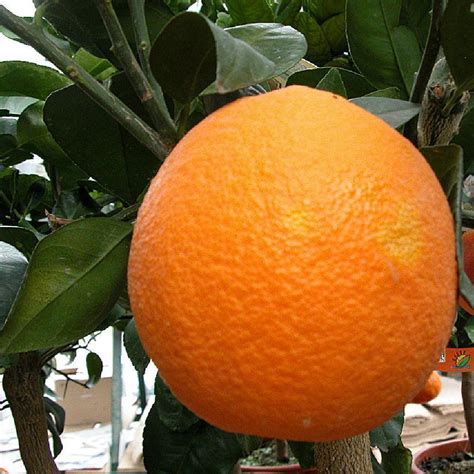 Oranger Citrus Sinensis Oranger Citrus Sinensis Pépinières
