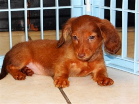 Mini dachshund puppies are a breed whose personality you will fall in. Darling, Miniature Dachshund Puppies For Sale Ga at ...
