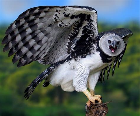 The National Bird Of Panama The Harpy Eagle Panama Harpy Eagle