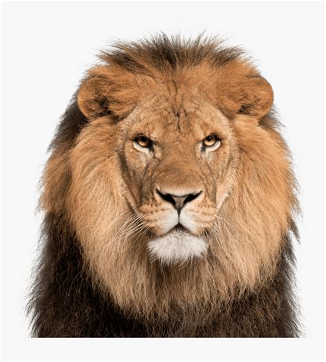 Lion Face White Background Png Download Transparent Lion Face Png Png Download