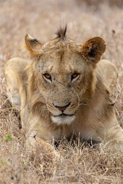 Lion In Grasslands On The Masai Mara Kenya Africa Stock Image Image