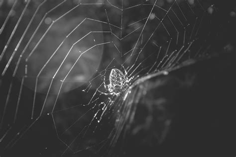 Dark Web Melisatg Flickr