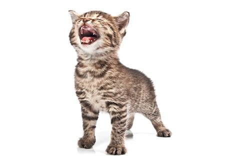 6 Cat Meow Sounds And What They Mean Catster
