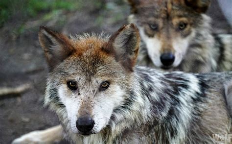 Two Endangered Mexican Gray Wolves Found Dead in Arizona, New Mexico ...