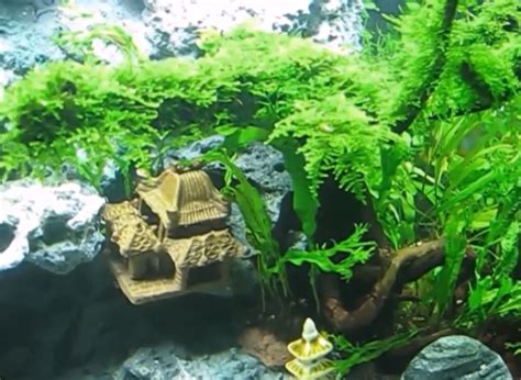 Sebab hanya dengan suhu 21 sampai 32 derajat saja sudah bisa hidup. Tanaman Peacock Moss Aquascape - Alam Ikan