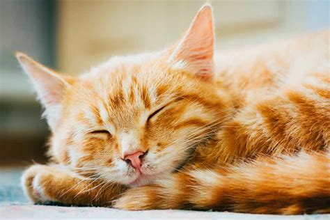 Cool Facts About Orange Tabby Cats Pet Friendly House