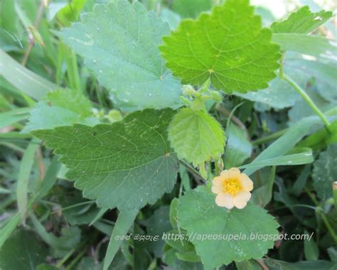 වැල් බැබිල Wel Bebila Sida Cordata අපේ ඔසුපැළ Medicinal Plants Of