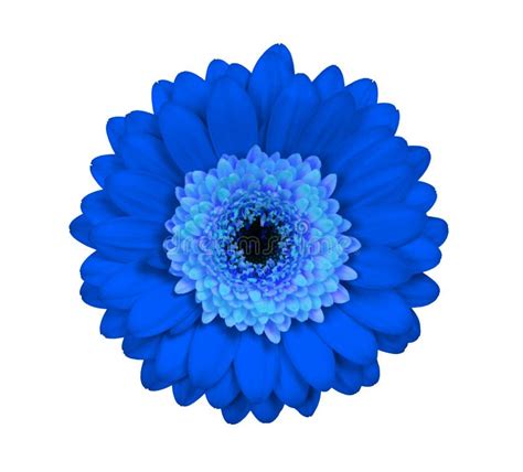 Gerbera Flower Isolated On White Blue Stock Image Image Of Head