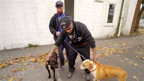 How To Break Up A Dog Fight Pitbull If Only One Of The Pit