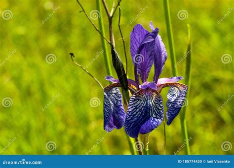 Wild Iris Flower Close Up Outdoor Photography Stock Photo Image Of