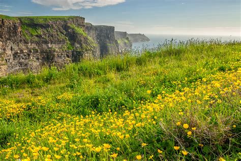 Cliffs Of Moher Wildflowers County Photograph By James Steinberg