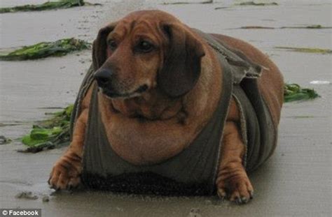Fat Wiener Dog Obie