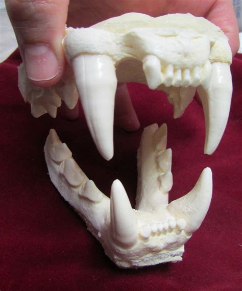 Cougar Panther Mountain Lion Jaw Cast Replica Ubicaciondepersonas