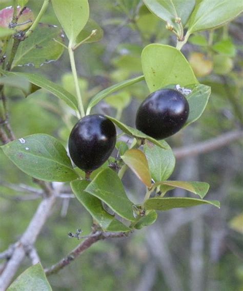 Filecarissa Ovata Fruit Wikimedia Commons