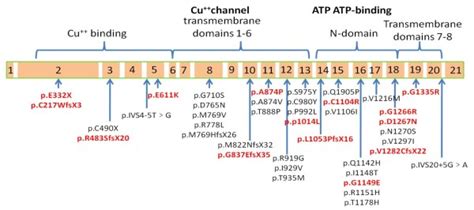 Schematic Representation Of Atp7b Mutations Detected In The Present