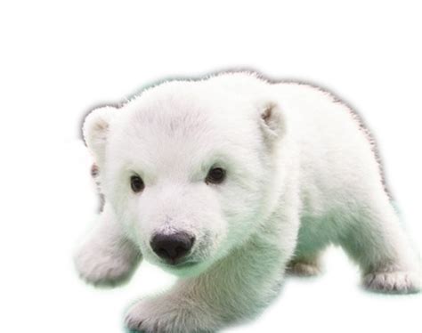 Baby Polar Bears Baby Bears Dog Polar Bear Png Download 580458