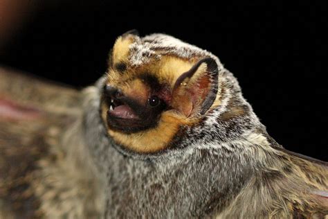 Keto diet before after men. Hoary Bat Facts, Habitat, Diet, Lifespan, Adaptations