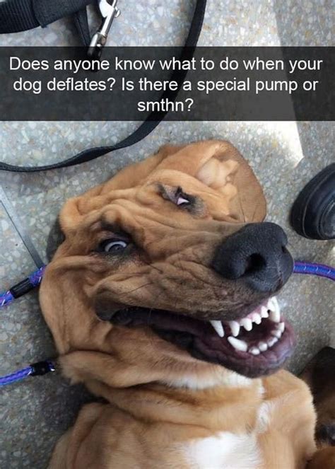 25 Hilarious Dog Memes That Will Make You Howl With Laughter Dog Dispatch