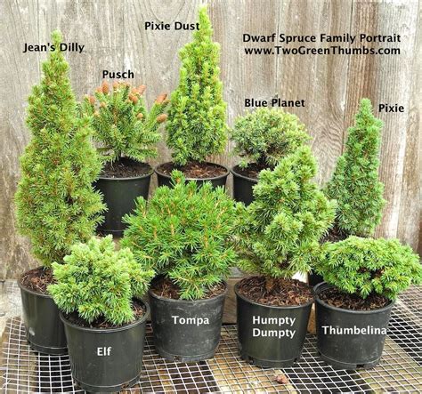 New Miniature Garden Plants For Indoor Or Outdoor The