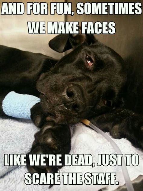 Veterinary Memes