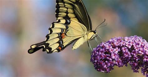 Dundas Urquhart Butterfly Garden Seeks Volunteer Gardeners