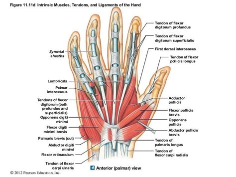 Figure 11.11d Intrinsic Muscles, Tendons, and Ligaments of the Hand