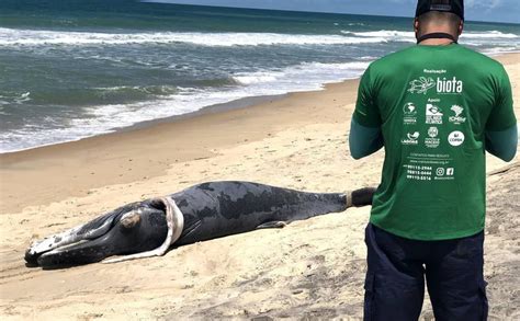 Mais de 420 animais marinhos são encontrados mortos este ano