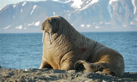 Top 10 Facts About Walrus Walrus Marine Mammals Sea Mammal
