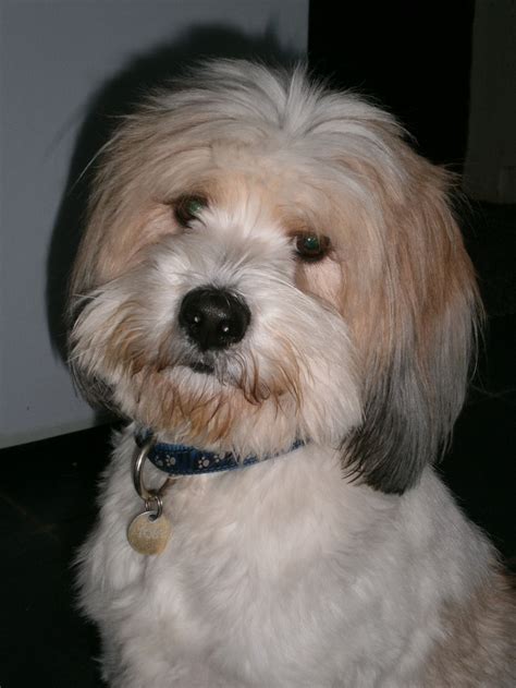 Maybe you would like to learn more about one of these? 43 besten Tibet Terrier Bilder auf Pinterest | Hunde ...