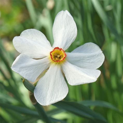 Daffodil Bulbs Actaea