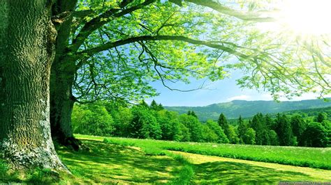 Green Nautre Tree Sky Forest Natur Wallpapers Hd Desktop And Mobile Backgrounds