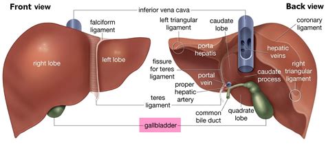 The liver is enclosed in a thin inelastic capsule and incompletely covered by a layer of peritoneum. Liver - Function, Anatomy and Parts of the Human Liver