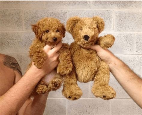 These Fluffy Dogs Look Like Teddy Bears 19 Photos Cute Animals