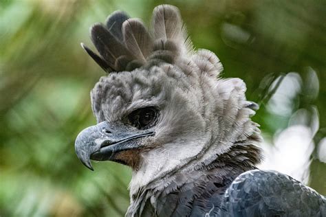 Top 40 Imagen Que Es El Aguila Arpia De Panama Abzlocalmx