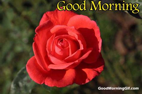 For that sweet friend, these good morning text messages would make his or her day. Good Morning Images With Flowers & Good Morning Wishes