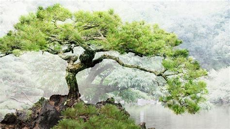 Zen Bonsai Wallpapers Top Free Zen Bonsai Backgrounds Wallpaperaccess