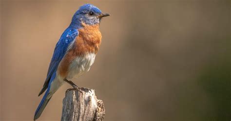 Do Bluebirds Migrate Everything Explained Unianimal