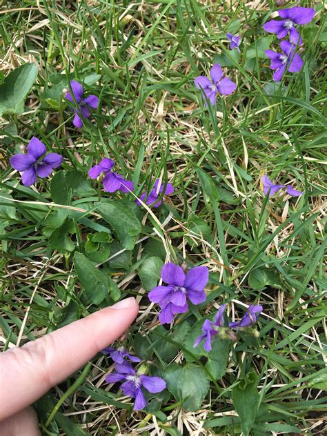 Small Purple Flowers That Grow Like Weeds Seem To Be Planted By Bird
