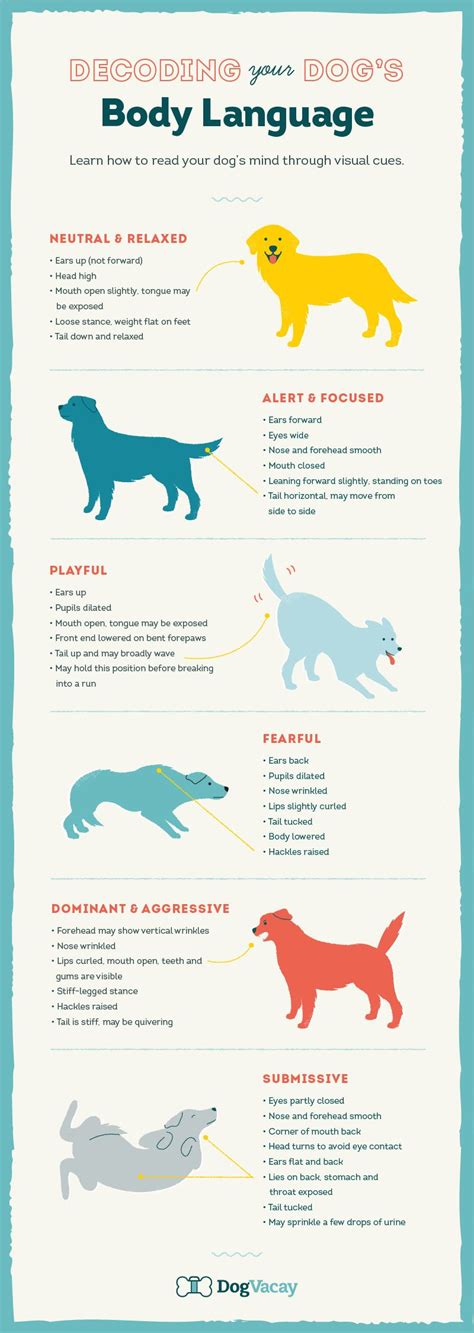 How to help an aggressive dog. Pet News & Articles | Urban Pet Hospital Blog | What ...