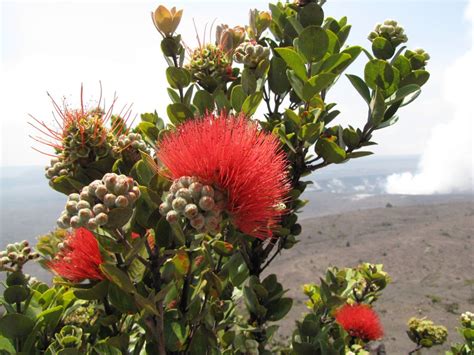 Find this pin and more on my photos by l. 6 iconic tropical flowers that will make you think of ...