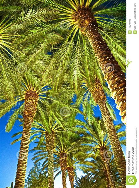 Illuminated Palm Trees At A Street Stock Image Image Of City Climate