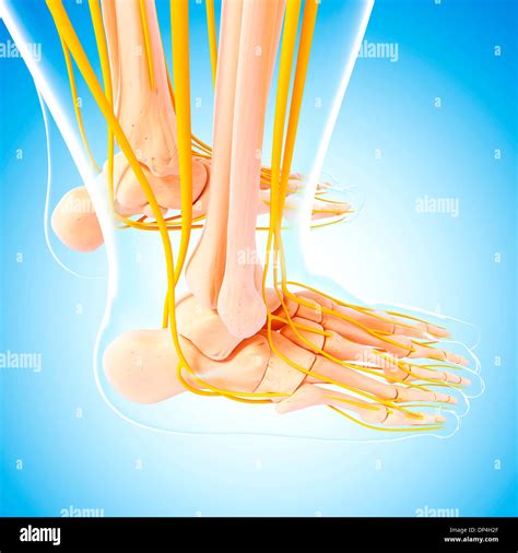 Human Foot Nervous System Artwork Stock Photo Alamy