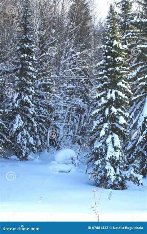 Wood In The Winter In Russia Siberia Stock Image Image Of White