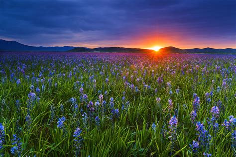 Dramatic Spring Sunrise At Camas Prairie Idaho Usa Photograph By