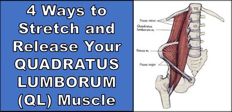 4 Ways To Stretch And Release Your QUADRATUS LUMBORUM QL Muscle