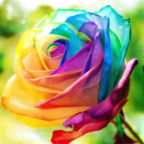 Send Single Rainbow Rose To Philippines