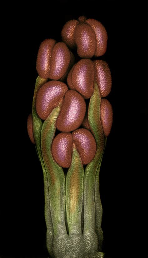 Spartium Flower Primordium Bud Captured Using Epi Illumination