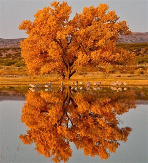 The Cottonwood Tree In Bosque Del Apache Wildlife Refuge New Mexico