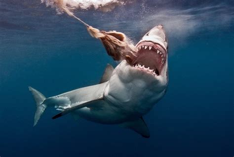 What Is The Biggest Shark Ever Caught Quora