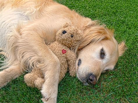 Golden Retriever Dog Teddy Bear Love Photograph By Jennie